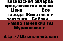 Кавказская овчарка -предлагаются щенки › Цена ­ 20 000 - Все города Животные и растения » Собаки   . Ямало-Ненецкий АО,Муравленко г.